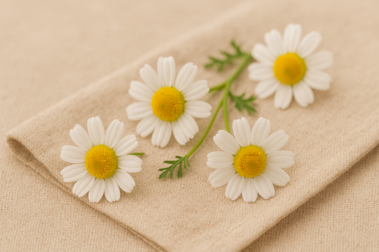 Hydrolat de Camomille Romaine